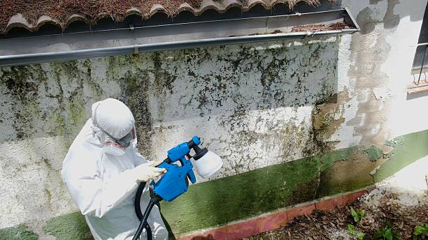 Top rated local Mold Remediation specialists in Cloverly, MD